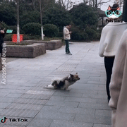 狗狗都是戏精哈哈哈